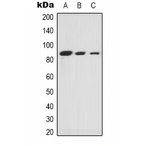 Ku80 Rabbit Polyclonal Antibody