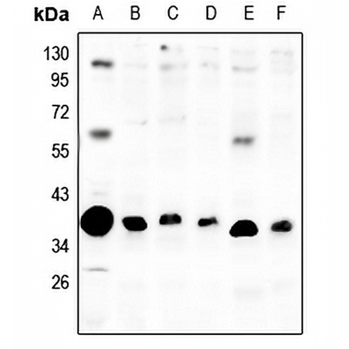 mPR alpha Rabbit Polyclonal Antibody