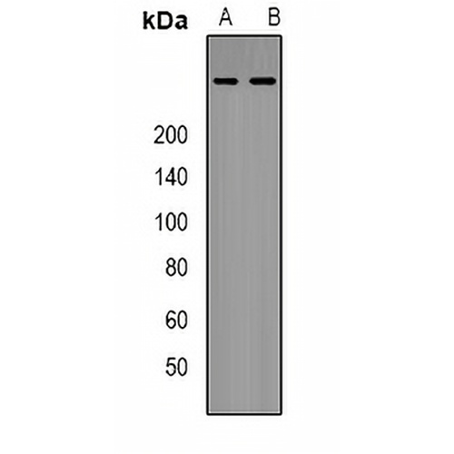 p300 Rabbit Polyclonal Antibody