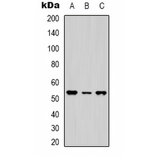 NTR1 Rabbit Polyclonal Antibody