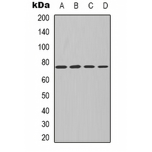 PKC iota/zeta Rabbit Polyclonal Antibody