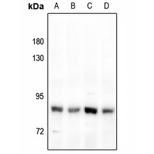 FAP alpha Rabbit Polyclonal Antibody