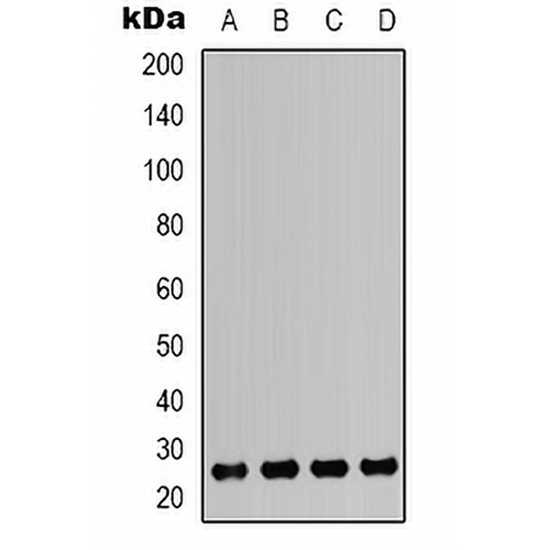 HMGB1 Rabbit Polyclonal Antibody