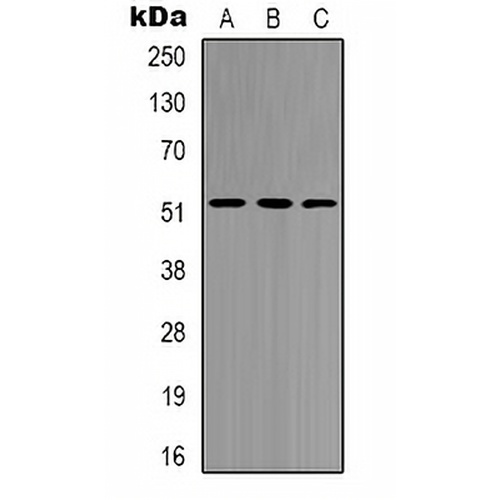 HNF4 alpha/gamma Rabbit Polyclonal Antibody