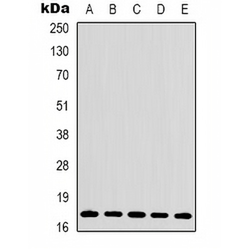 Histone H3 Rabbit Polyclonal Antibody