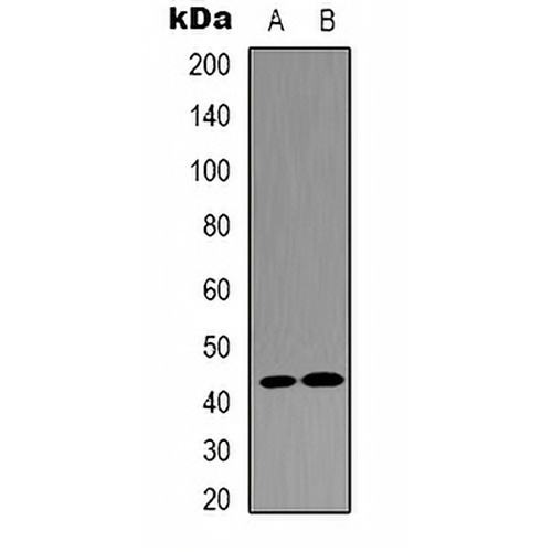 JUND Rabbit Polyclonal Antibody