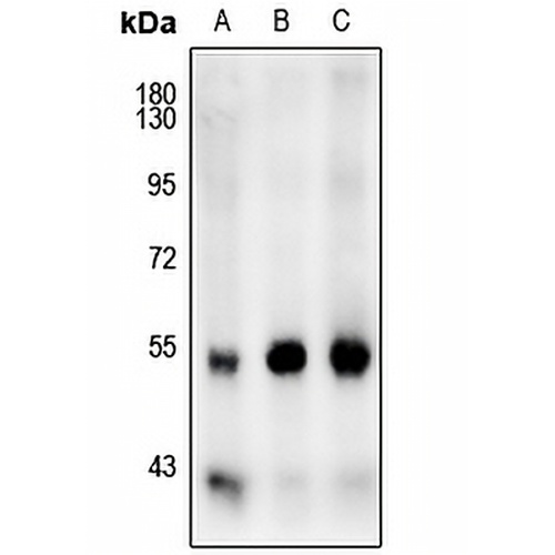 JNK1/2/3 Rabbit Polyclonal Antibody
