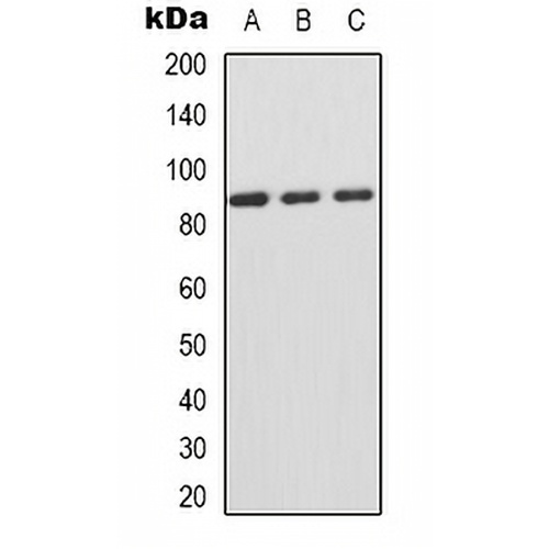 CD44 (Phospho-S706) Rabbit Polyclonal Antibody