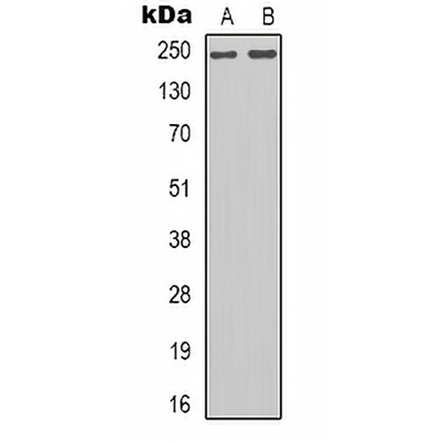Rpb1 CTD Rabbit Polyclonal Antibody