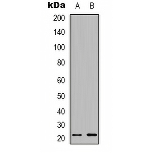 BID Rabbit Polyclonal Antibody