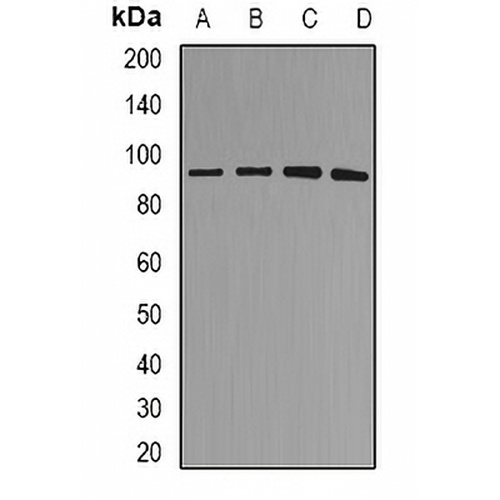 MDM2 Rabbit Polyclonal Antibody