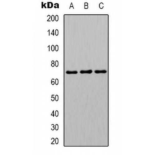 hnRNP L Rabbit Polyclonal Antibody