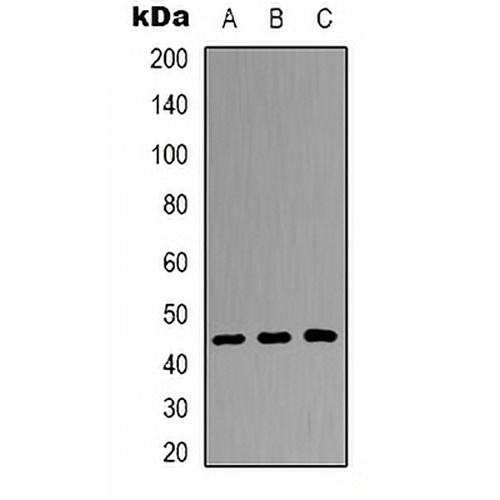 DUSP4 Rabbit Polyclonal Antibody