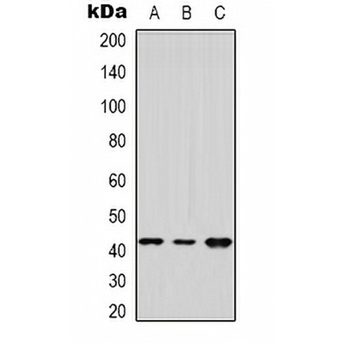 DUSP9 Rabbit Polyclonal Antibody