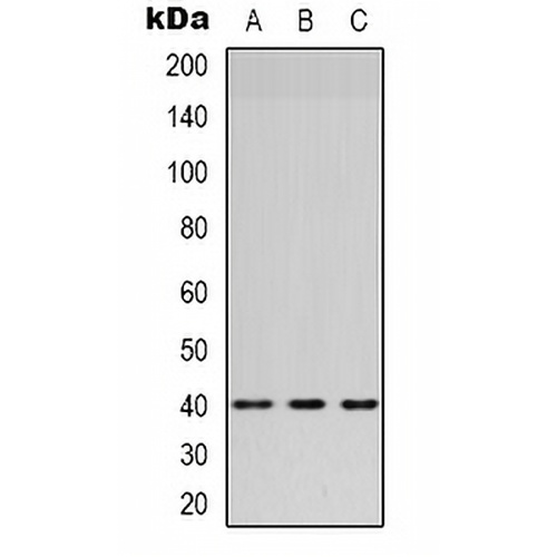 HSD3B7 Rabbit Polyclonal Antibody