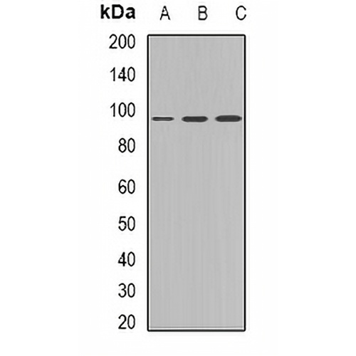 Plakophilin 2 Rabbit Polyclonal Antibody