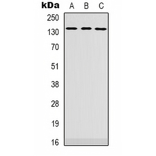PLEKHG4 Rabbit Polyclonal Antibody