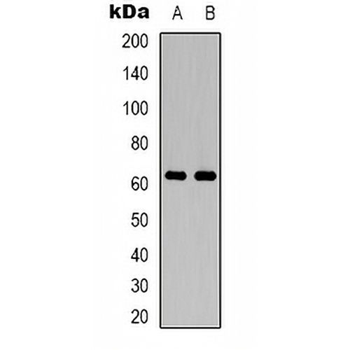 PAK2 Rabbit Polyclonal Antibody