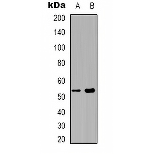 Septin 1 Rabbit Polyclonal Antibody
