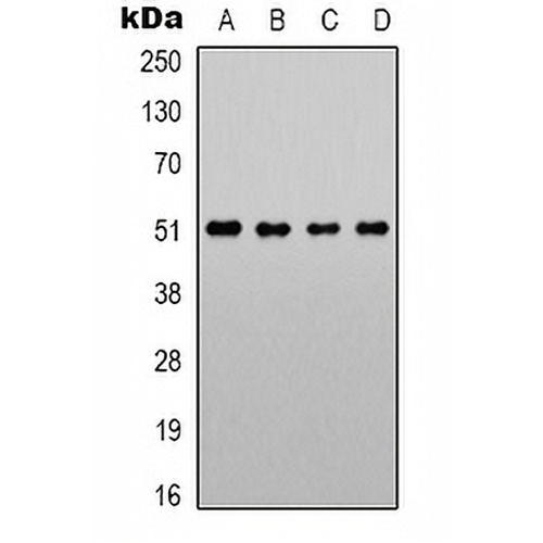 Alpha-1A Adrenergic Receptor Rabbit Polyclonal Antibody