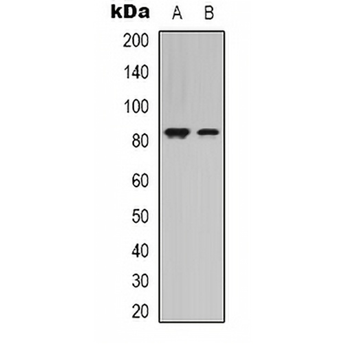 STAT4 Rabbit Polyclonal Antibody