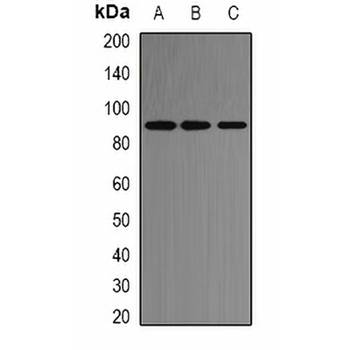 ACE2 Rabbit Polyclonal Antibody
