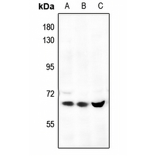 AMPK alpha 1 Rabbit Polyclonal Antibody