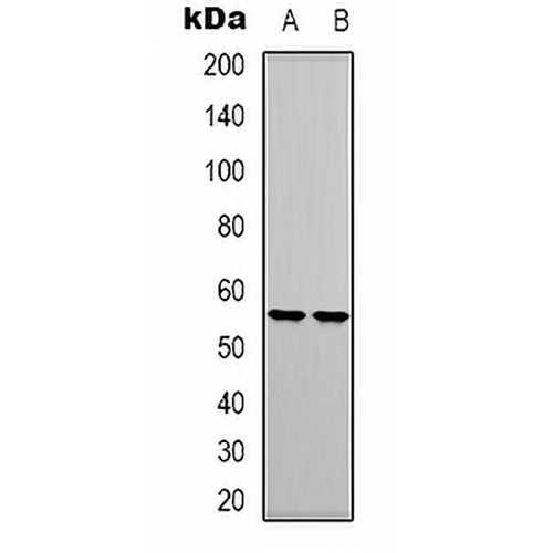 RUNX1 Rabbit Polyclonal Antibody