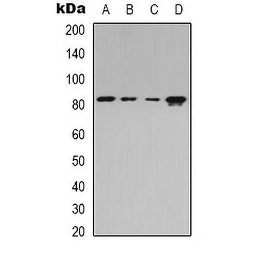 Beta-adducin Rabbit Polyclonal Antibody