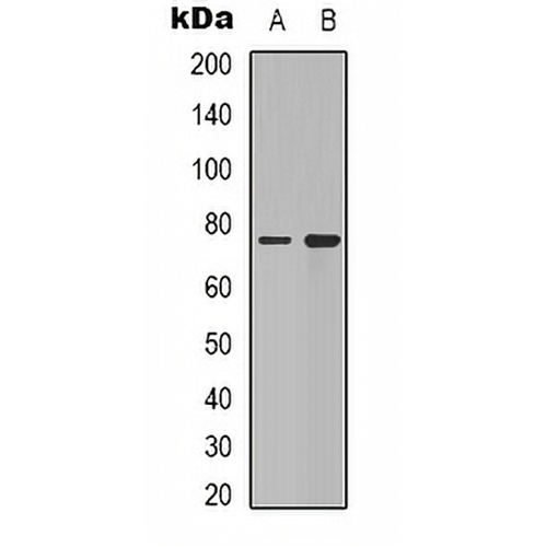 Synapsin 1 Rabbit Polyclonal Antibody