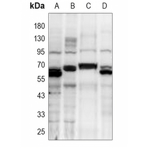 TRAF6 Rabbit Polyclonal Antibody