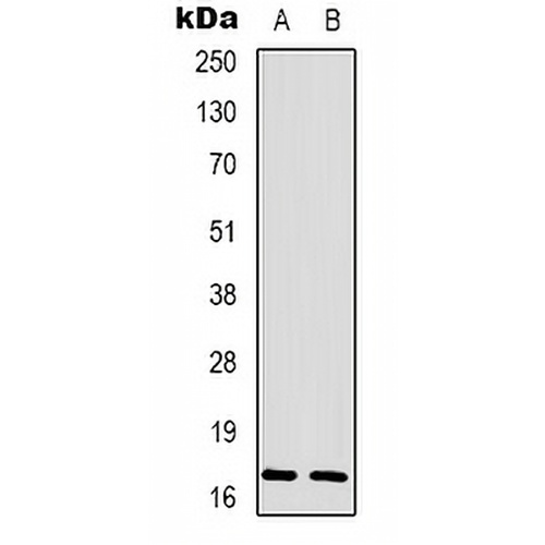 Histone H3 (Phospho-T3) Rabbit Polyclonal Antibody