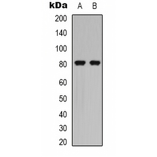 Caldesmon (Phospho-S789) Rabbit Polyclonal Antibody