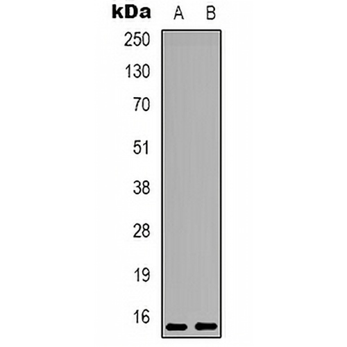 PEA15 (Phospho-S116) Rabbit Polyclonal Antibody