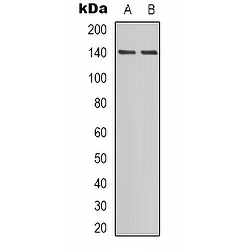 PER2 (Phospho-S662) Rabbit Polyclonal Antibody