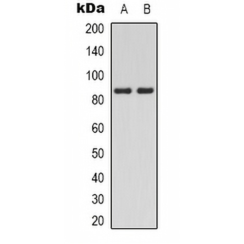 PI3K p85 alpha (Phospho-Y607) Rabbit Polyclonal Antibody