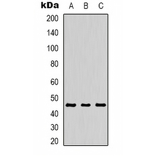 MKK1 (Phospho-T386) Rabbit Polyclonal Antibody