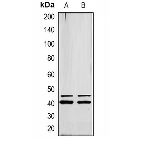 ERK1/2 (Phospho-Y222/205) Rabbit Polyclonal Antibody