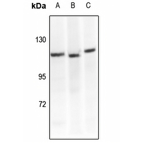 CD29 Rabbit Polyclonal Antibody