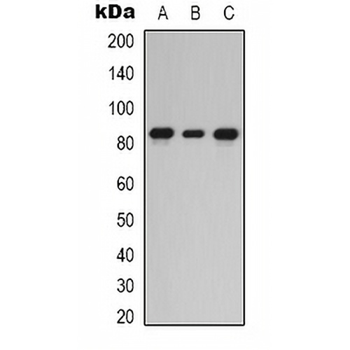 PKC epsilon Rabbit Polyclonal Antibody
