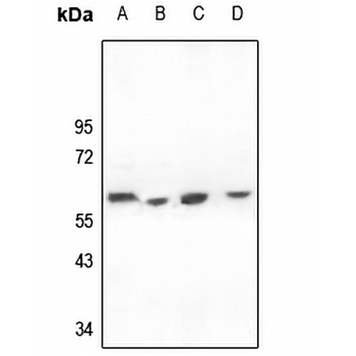 CD226 Rabbit Polyclonal Antibody