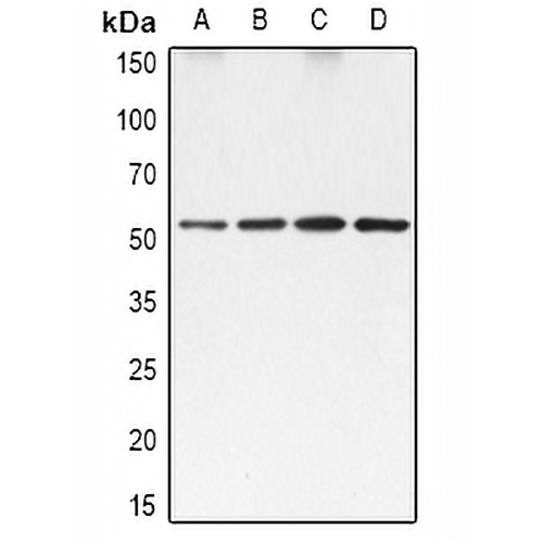 SRF Rabbit Polyclonal Antibody