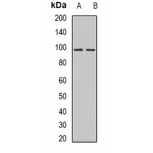 AXL Rabbit Polyclonal Antibody