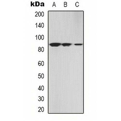 cGK 2 Rabbit Polyclonal Antibody