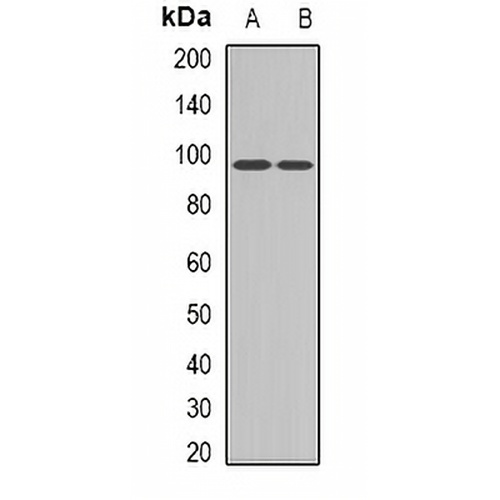 EPB41 Rabbit Polyclonal Antibody