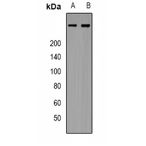 IP3R Rabbit Polyclonal Antibody
