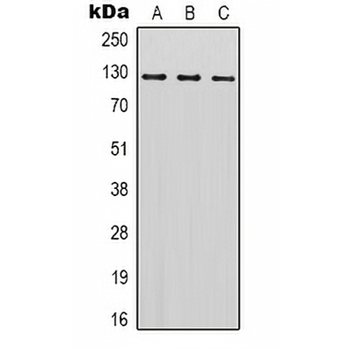 SREBP1 Rabbit Polyclonal Antibody