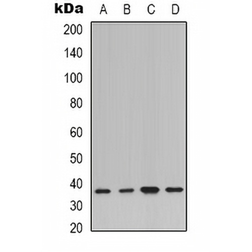 IKB alpha Rabbit Polyclonal Antibody