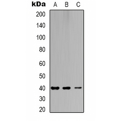 CAR Rabbit Polyclonal Antibody