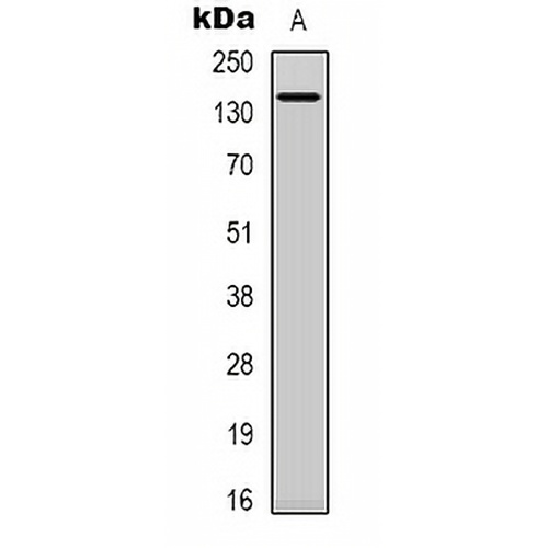 SPZ1 Rabbit Polyclonal Antibody